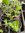 Apple Mint - 1 x 9cm potted plant