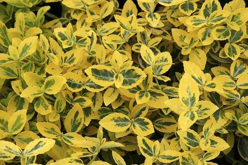 Euonymus fortunei 'Emerald 'n' Gold' - 1 x 1 litre potted plant