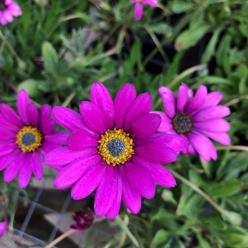 Osteospermum in The Pink - 1 x 9cm potted plant